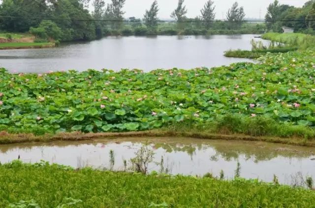 菊花香廣場(chǎng)舞視頻_廣場(chǎng)舞菊花臺(tái)背面演示慢動(dòng)作_菊蓉廣場(chǎng)舞