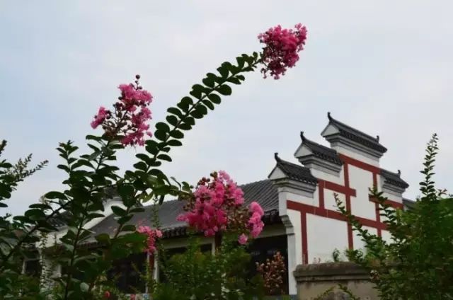 菊花香廣場(chǎng)舞視頻_菊蓉廣場(chǎng)舞_廣場(chǎng)舞菊花臺(tái)背面演示慢動(dòng)作