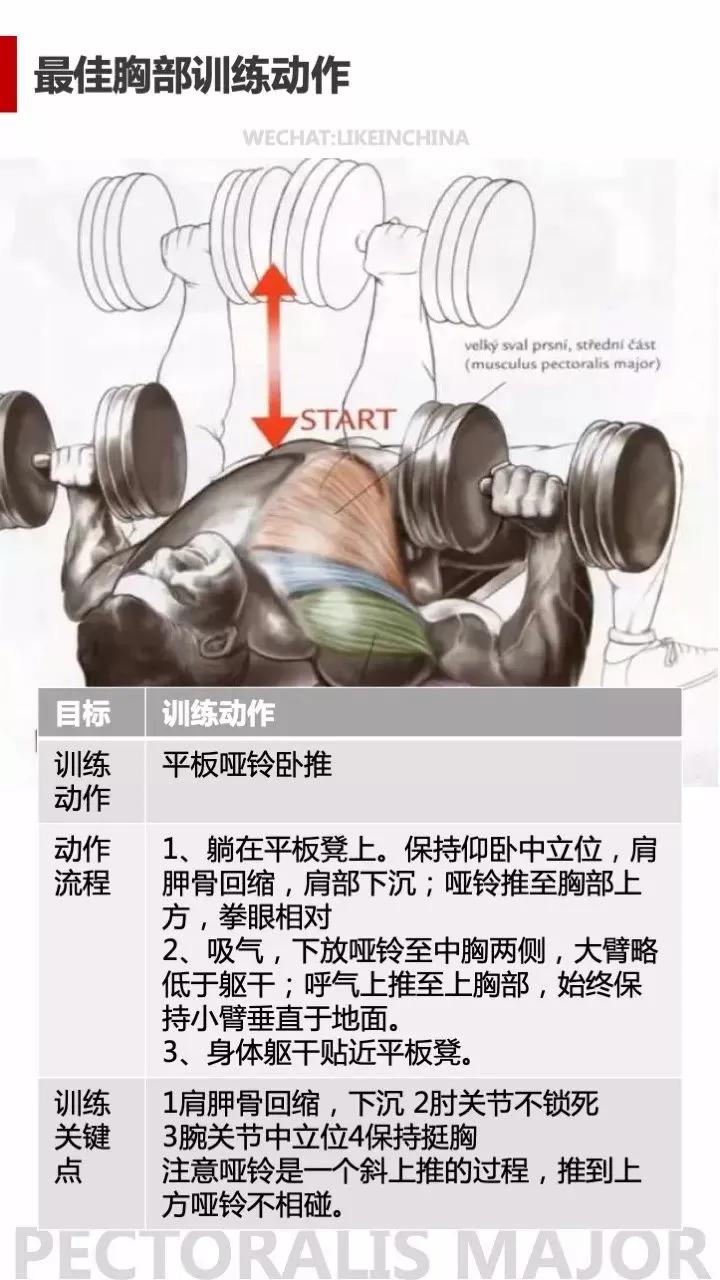 冠狀面有哪些健身動作_冠狀面有哪些健身動作_冠狀面有哪些健身動作