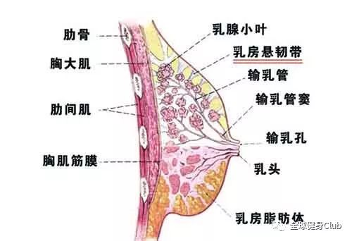 胸下垂可以健身回來嗎_下垂的胸能練上來么_下垂的胸部可以通過健身修復(fù)嗎