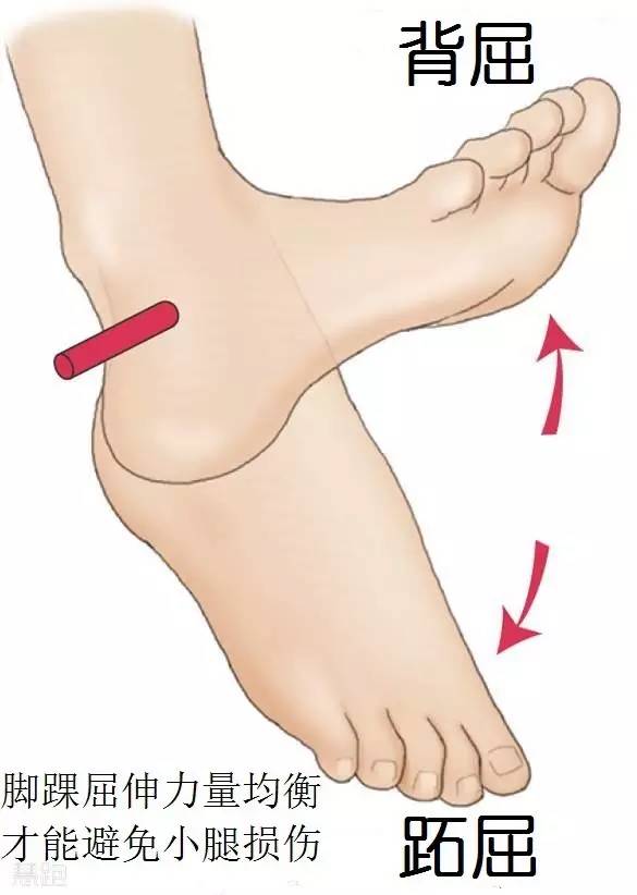 左腳小腿肌肉老是跳_老左腳肌肉腿跳小是咋回事_左腳小腿跳動