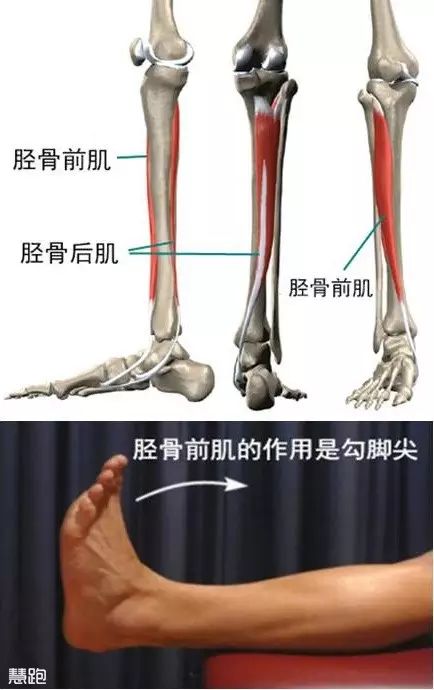 左腳小腿跳動_老左腳肌肉腿跳小是咋回事_左腳小腿肌肉老是跳