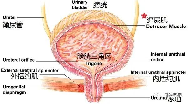 坐在椅子上的鍛煉方式_椅子怎么鍛煉全身肌肉_椅子姿勢鍛煉什么