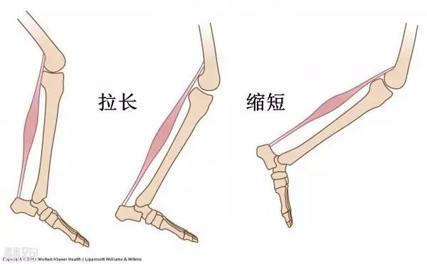 肌肉爆發(fā)力_肌肉爆發(fā)力是指_肌肉爆發(fā)力有關(guān)哪兩個因素