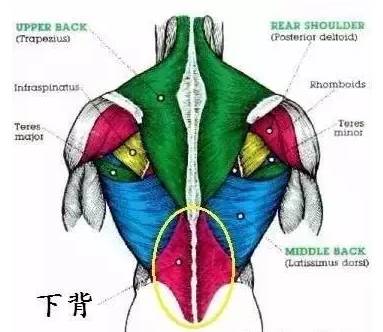 深蹲發(fā)力點(diǎn)是一腿還是臀部_深蹲發(fā)力點(diǎn)受力圖_深蹲蹲起時(shí)用哪里發(fā)力