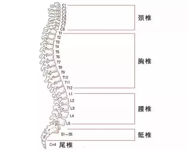 男人毛多適合練肌肉_男生練肌肉有什么用_練肌肉能除體毛嗎