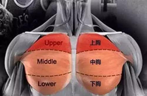 訓(xùn)練胸肌的健身動(dòng)作_胸肌下數(shù)最好的訓(xùn)練方法_訓(xùn)練胸肌的方法