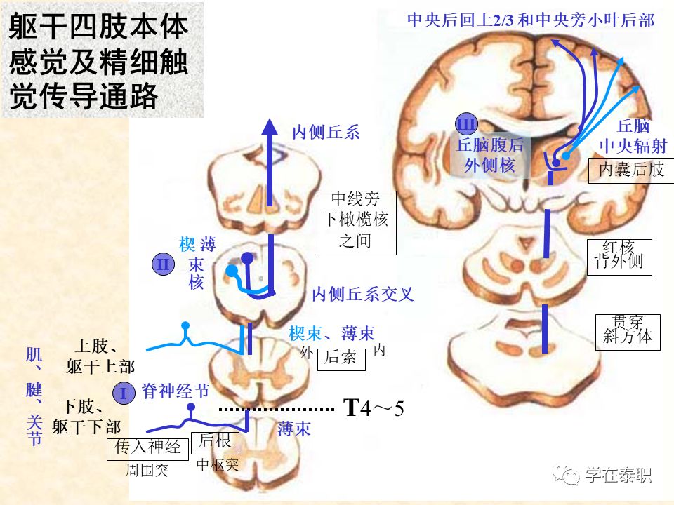 康復(fù)訓(xùn)練大體步驟_本體感覺的康復(fù)訓(xùn)練_本體感覺康復(fù)訓(xùn)練方法