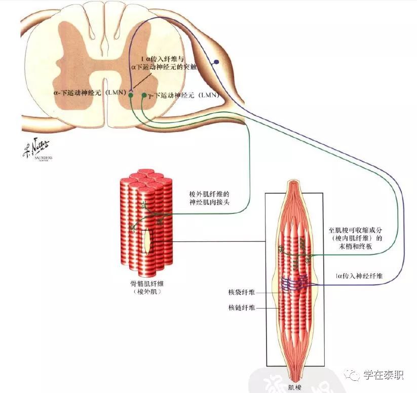 本體感覺的康復(fù)訓(xùn)練_康復(fù)訓(xùn)練大體步驟_本體感覺康復(fù)訓(xùn)練方法