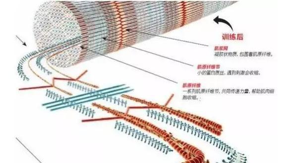 健身房力量訓(xùn)練視頻_健身房力量訓(xùn)練的重量如何選擇_健身房基礎(chǔ)力量訓(xùn)練