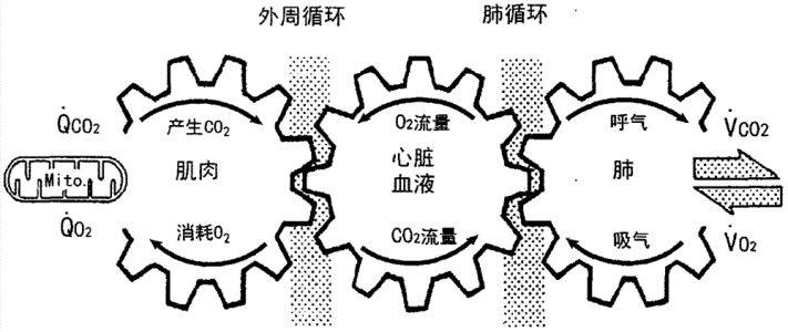 kaiyun體育 愛(ài)跑步的人，確實(shí)比普通人“心肺功能”更好！