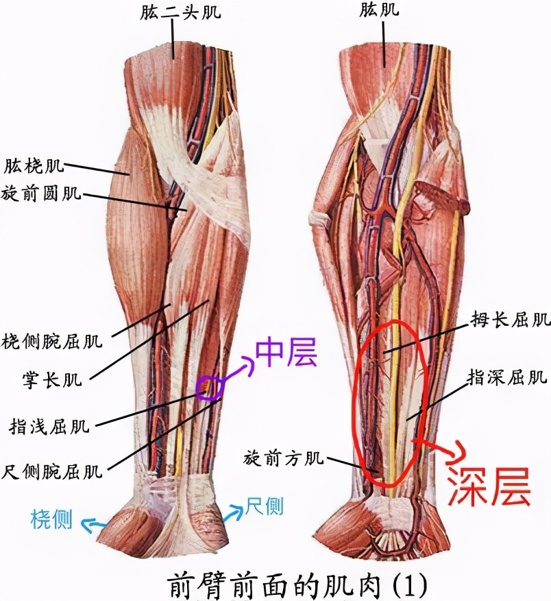 小臂鍛煉方法_臂部鍛煉的方式方法_臂的訓(xùn)練