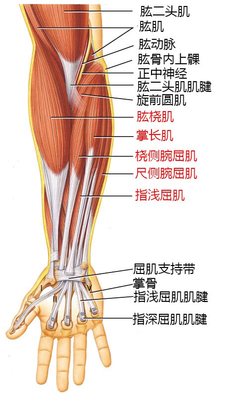 小臂鍛煉方法_臂部鍛煉的方式方法_臂的訓(xùn)練