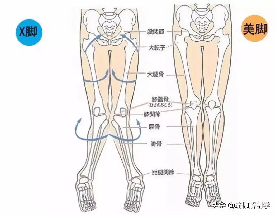 瑜伽能改善腿形嗎_瑜伽腿型矯正_改善x型腿的瑜伽