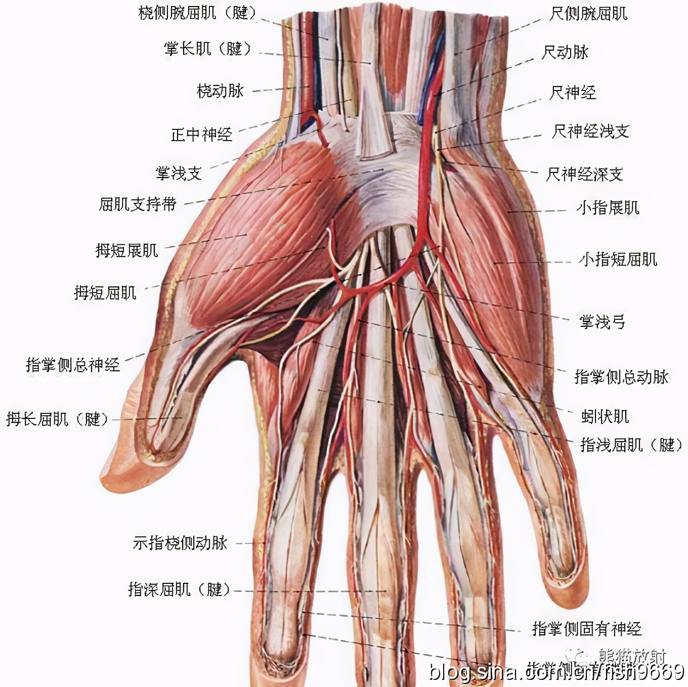 健身護(hù)腕有什么用_健身護(hù)腕用有效果嗎_健身護(hù)腕用有什么好處